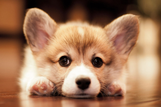 Corgi Pup